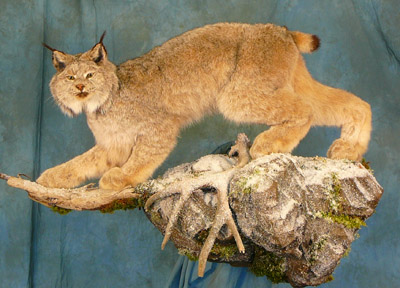 OAT 2007 Lynx 2
