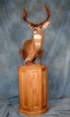 OAT 2007 Mule Deer 2