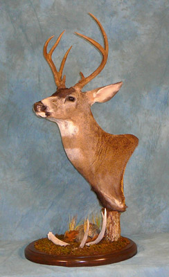 OAT 2007 Mule Deer 3