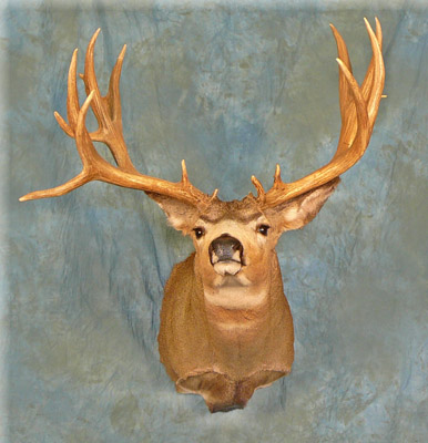 OAT 2007 Mule Deer 8