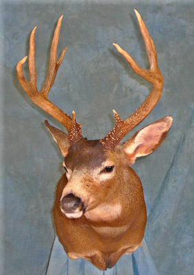 OAT 2007 Mule Deer