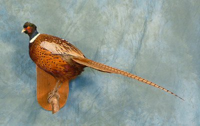 OAT 2007 Pheasant 2
