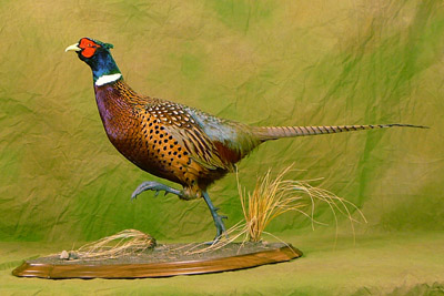 OAT 2007 Pheasant 3