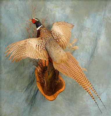 OAT 2007 Pheasant