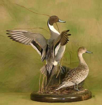 OAT 2007 Pintails