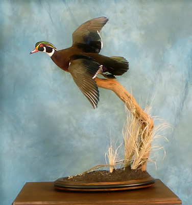 OAT 2007 Wood Duck
